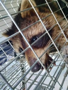 Wildlife Control Bluffton